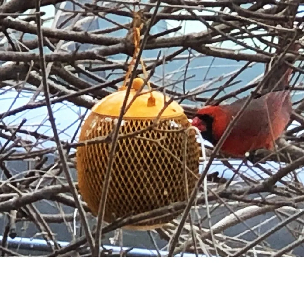 Enduris globe bird