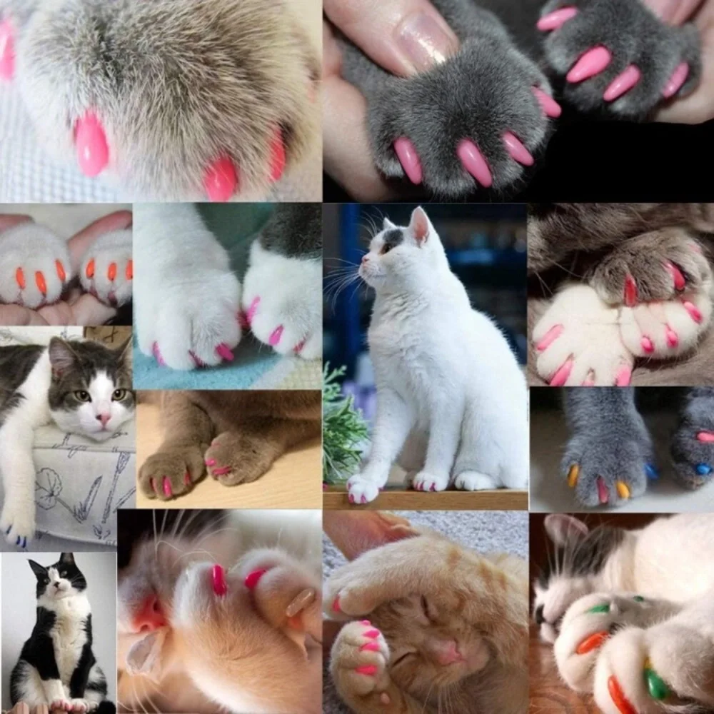 Cat Boutique questions leave