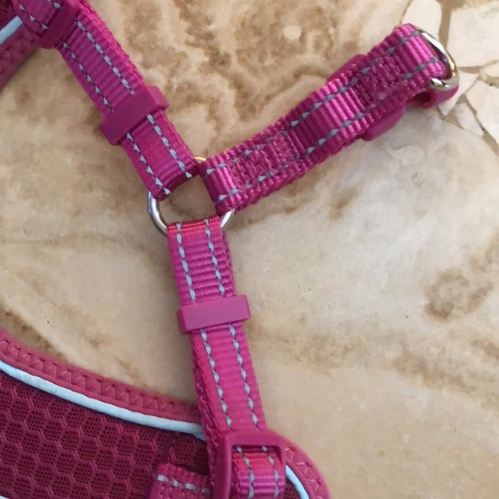 Petco pink dog