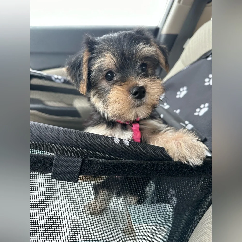 Dog Car Seat w/ leash for dog to clip in