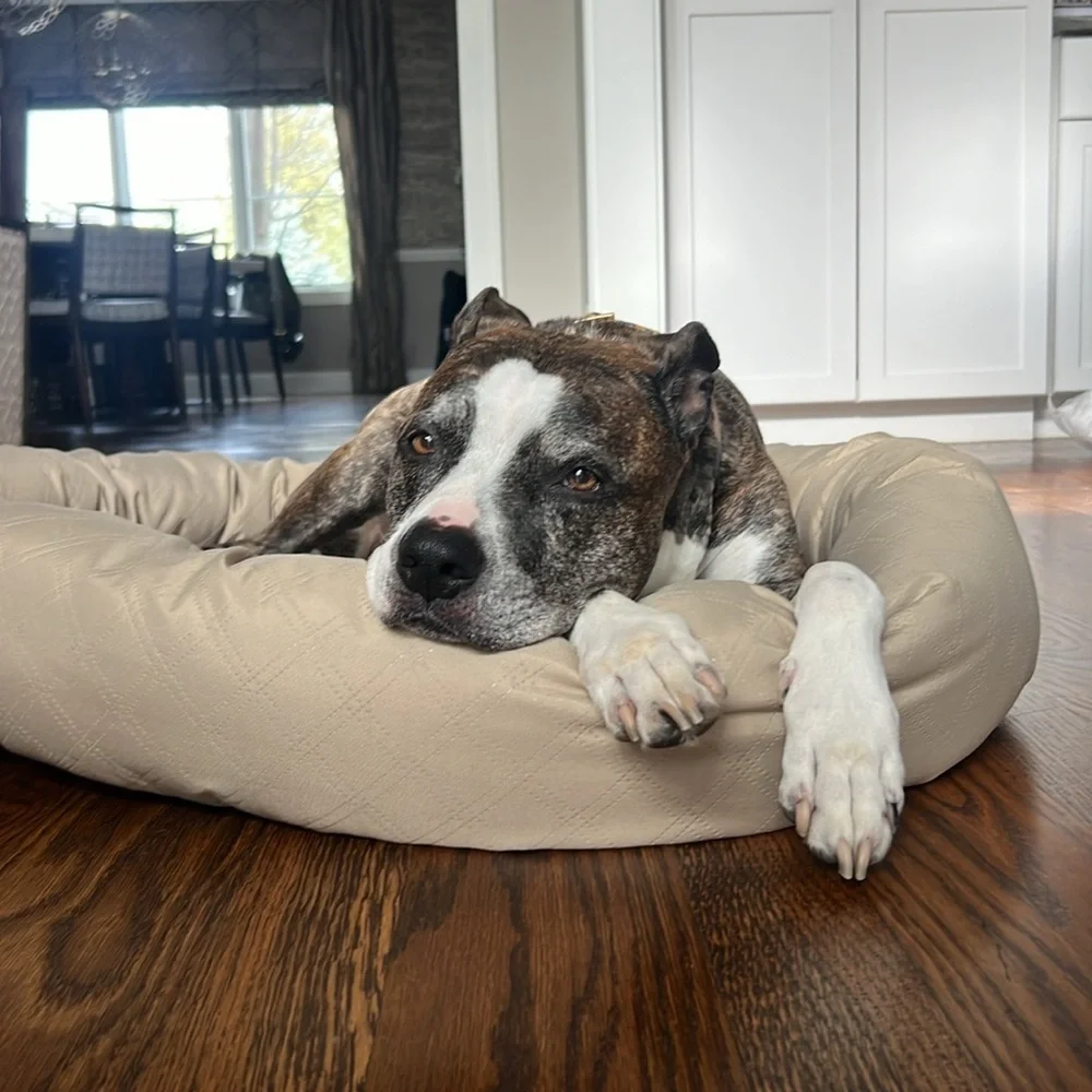 Dog bed