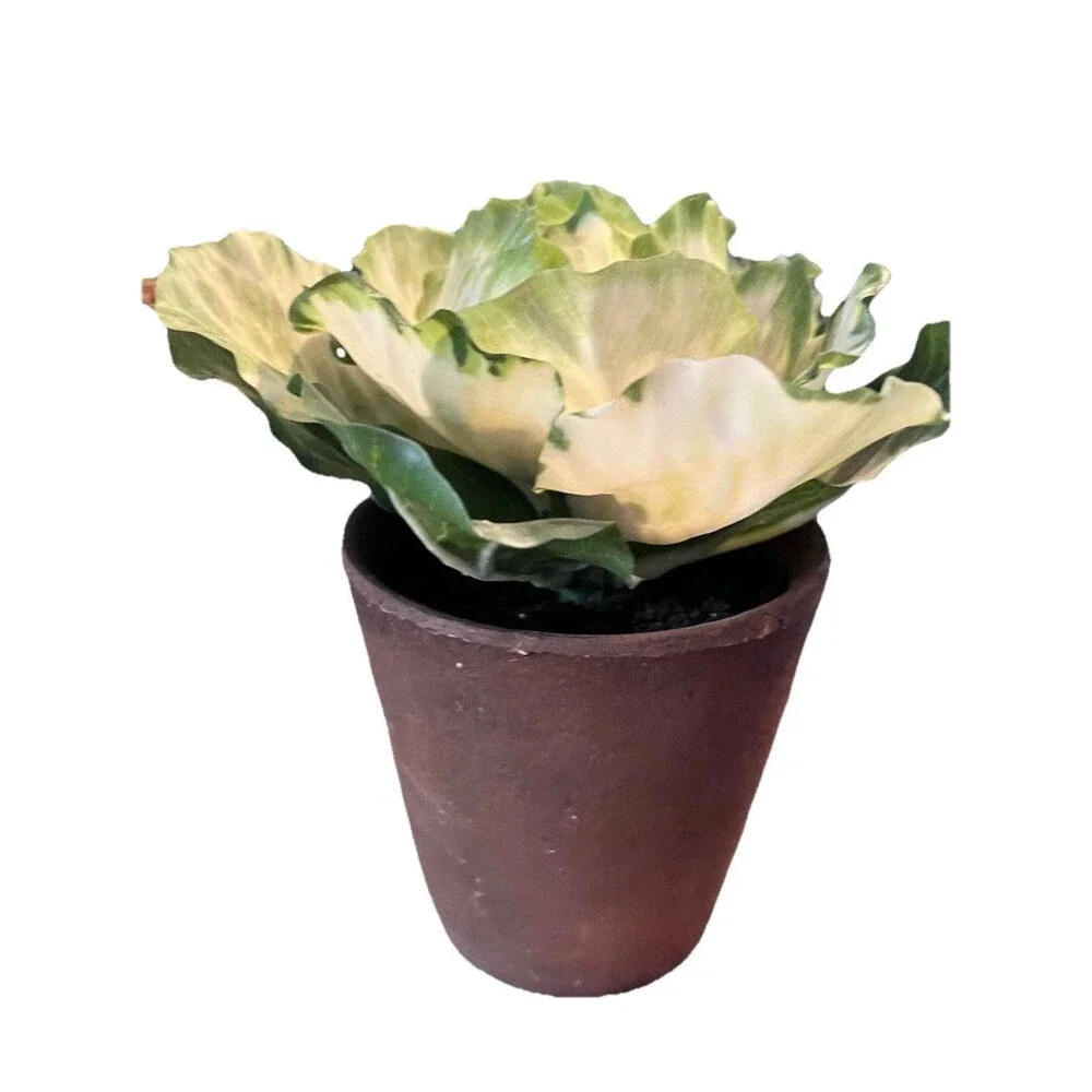 Realistic Potted Cabbage Plastic Ceramic Pot Garden Spring Easter 7inch Green