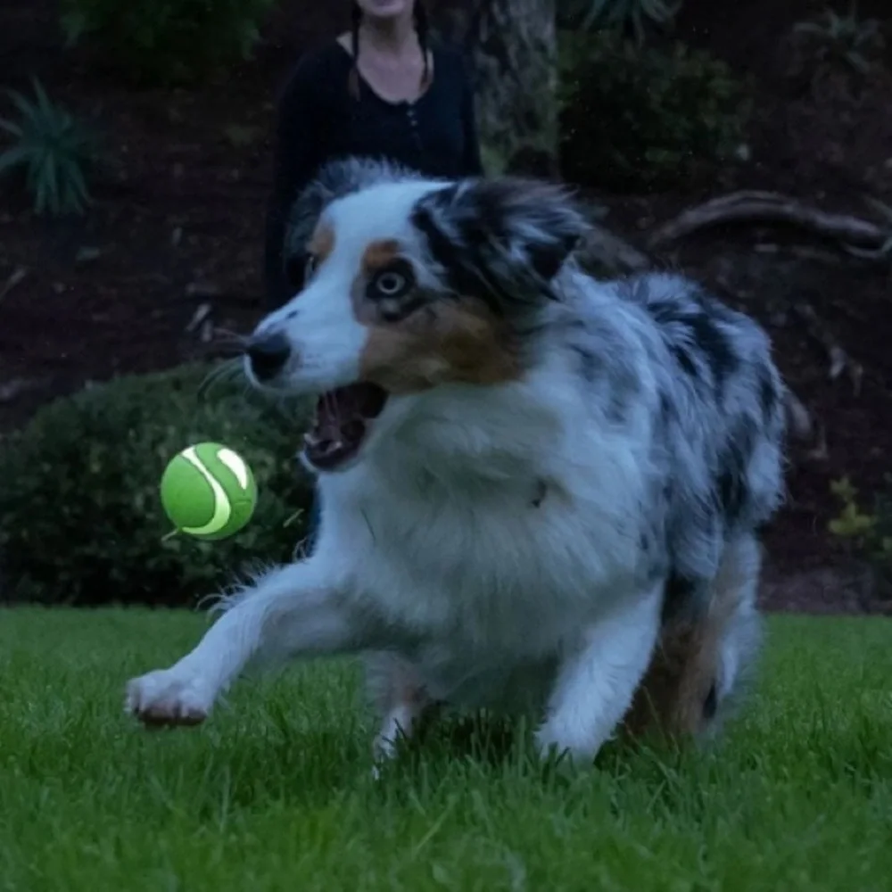 Chuckit Dog Ball Toy - Max Glow Ultra Squeaker Ball — Medium Size