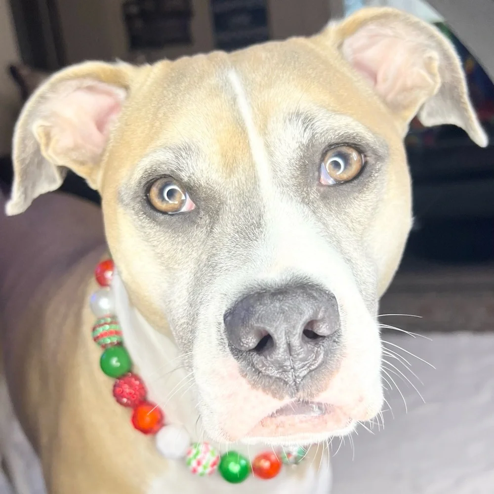 Handmade festive christmas