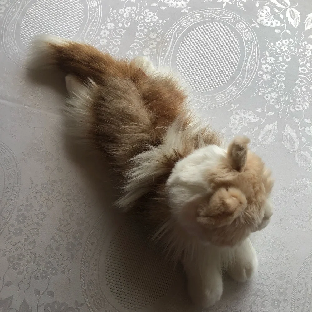 Douglas kiki ragdoll
