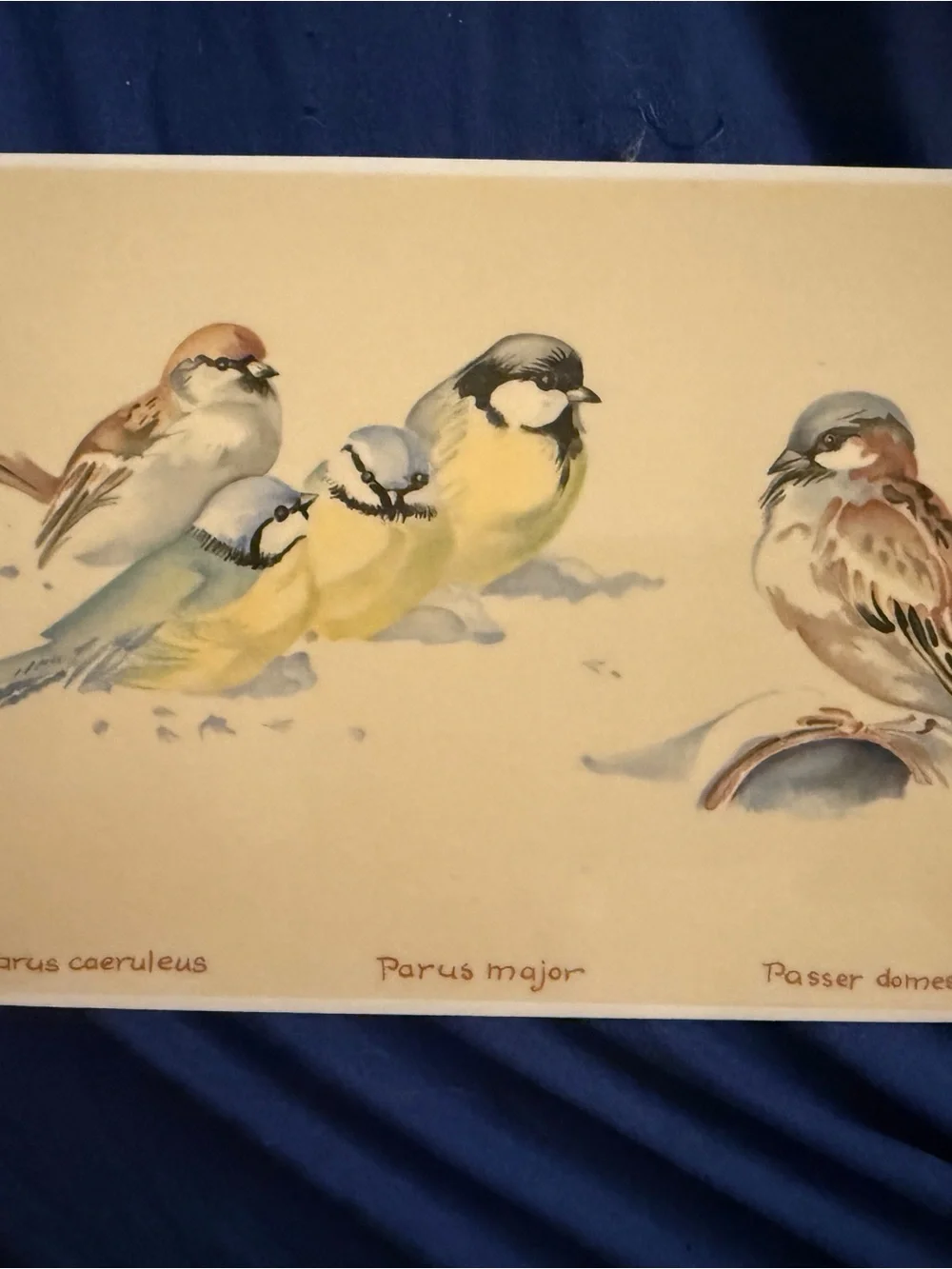 Villeroy & Boch delicate watercolor