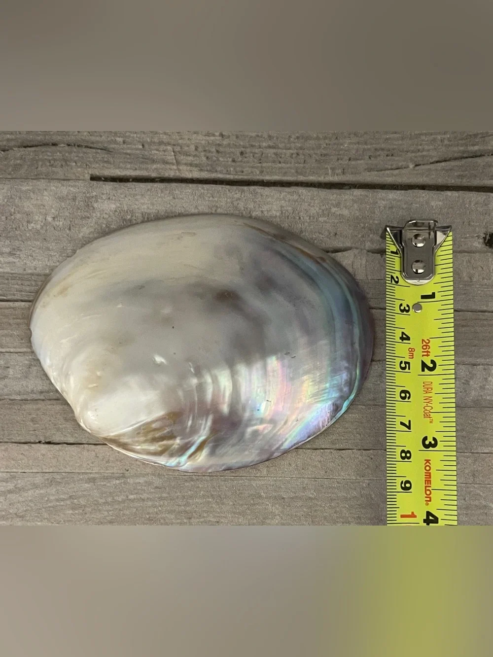 N/A decorative abalone