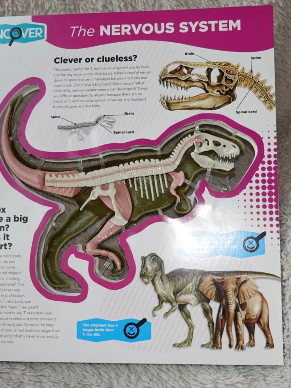 Silver Dolphin uncover rex