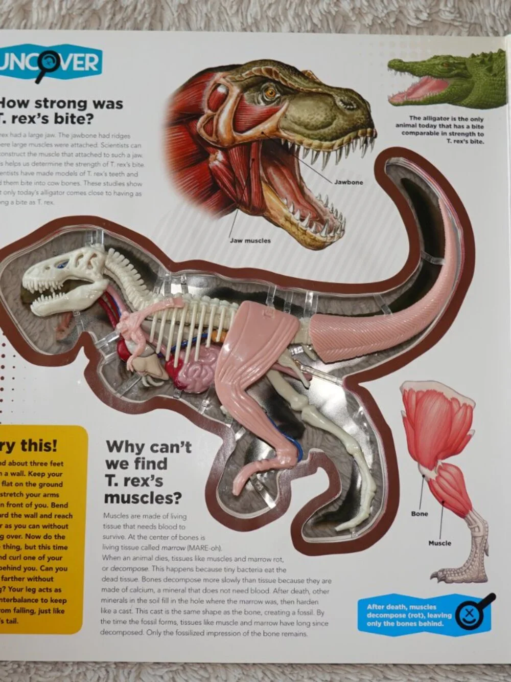 Silver Dolphin uncover rex