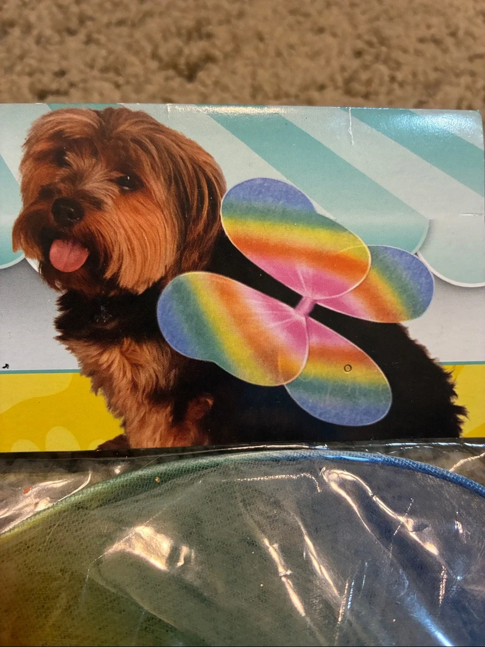 Rubies colorful pet
