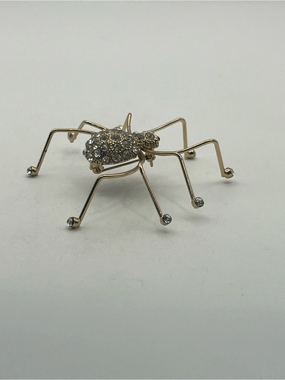 N/A spider insect