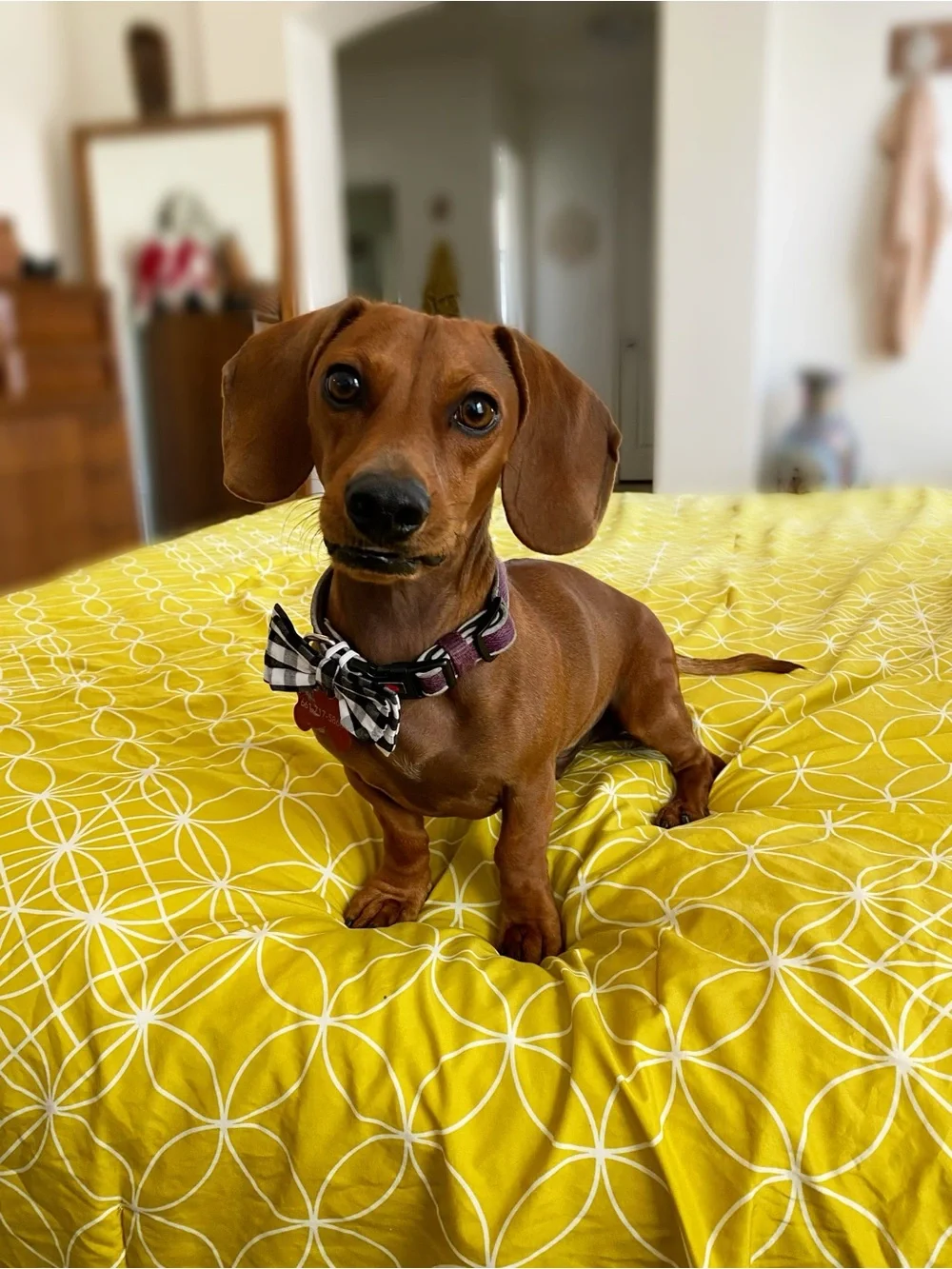 Santa Barbara Design Studio doggie accessory