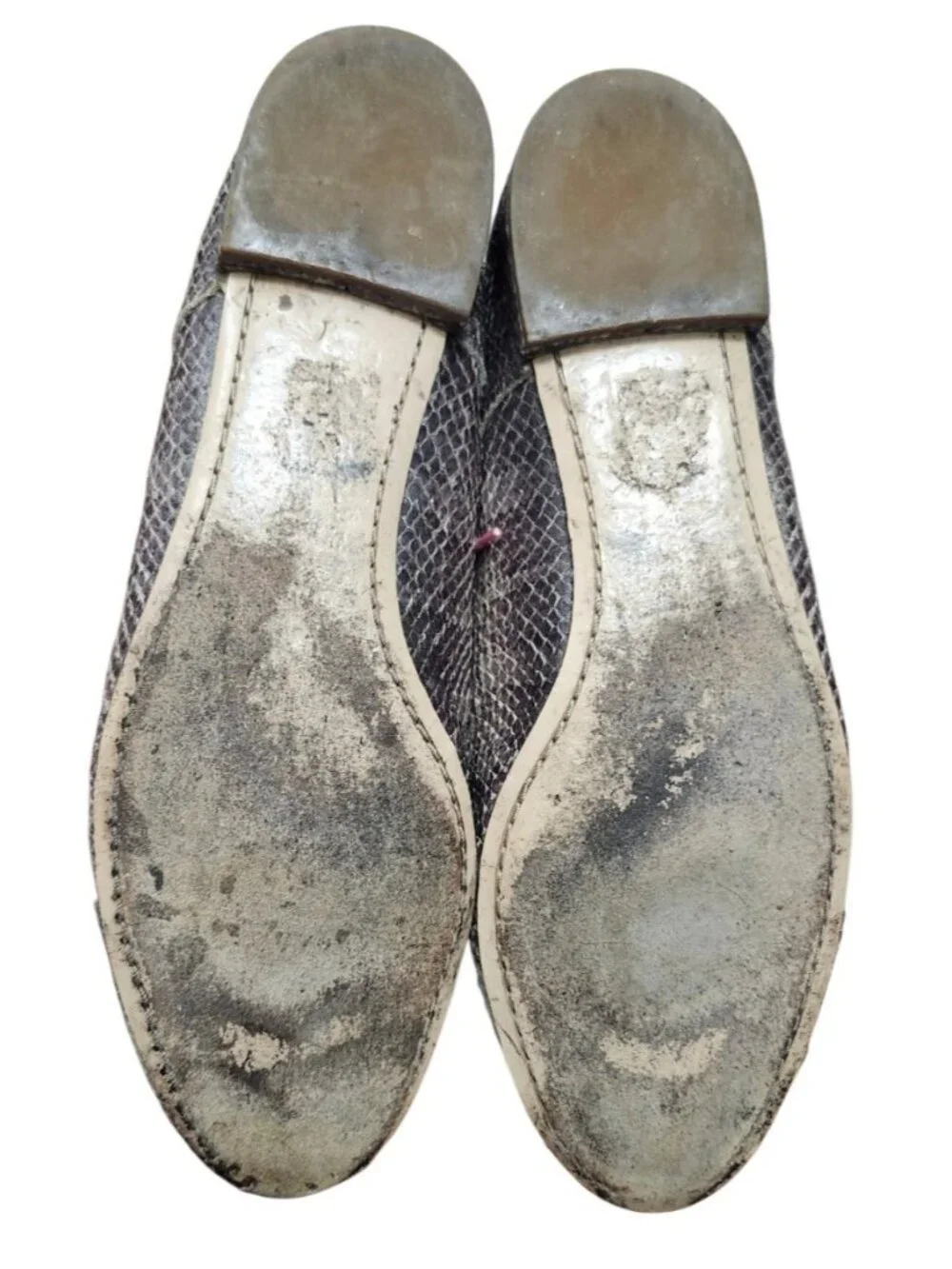 Miu Miu miu reptile