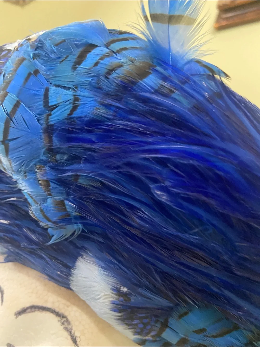N/A royal blue