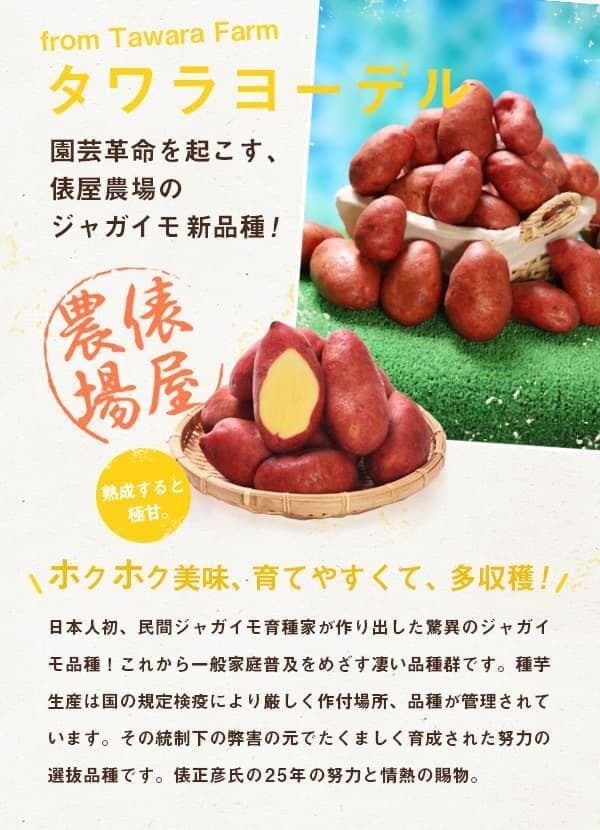 Seed Potatoes: Tawarayodel 12 pieces *Developed variety by Masahiko Tawara!